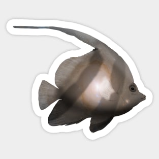 Galaxy Angelfish Sticker